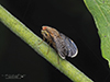 fruit fly (Eutreta novaeboracensis)
