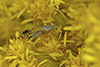fruit fly (Trupanea actinobola)