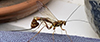 Greene’s giant ichneumonid wasp