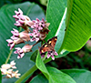 generous pyrausta moth