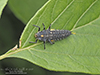 giant lady beetle (Anatis sp.)