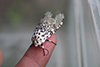 giant leopard moth