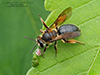 giant sweat bee