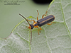 gold-mouthed soldier beetle