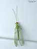 golden-eyed lacewing