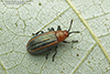goldenrod leaf miner beetle