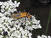 goldenrod soldier beetle
