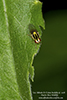 grass fly (Thaumatomyia glabra)