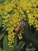 great golden digger wasp