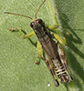 green-legged grasshopper