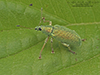 green immigrant leaf weevil