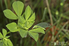 green lacewing (family Chrysopidae)