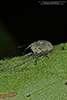 groove-winged minute seed weevil