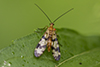 Helen’s scorpionfly (Panorpa helena)