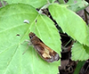 Hobomok skipper
