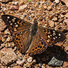 hackberry emperor