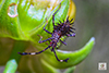 helmeted squash bug