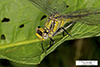 horned clubtail