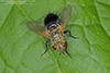 hornworm tachinid fly