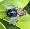 hornworm tachinid fly