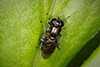 hover fly (Eumerus sp.)