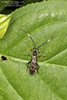 ichneumonid wasp (Cratichneumon spp.)