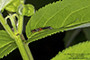 ichneumonid wasp (Lissonota sp.)
