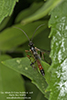 ichneumonid wasp (Aritranis director)