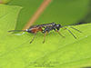 ichneumonid wasp (Aritranis director)