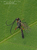 ichneumonid wasp (Diadegma insulare)