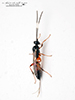 ichneumonid wasp (family Ichneumonidae)