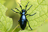 oil beetle