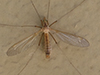 large crane fly (Family Tipulidae)