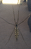 large crane fly (Family Tipulidae)