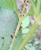 large daisy aphid (Uroleucon sp.)