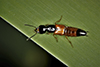 large rove beetle (Belonuchus rufipennis)