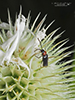lateral-lobed soldier beetle