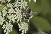 leaf-cutter, mortar, or resin bee (Megachile sp.)
