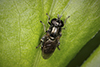 lesser bulb fly (Eumerus sp.)