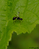 lesser dung fly (Sphaeroceridae)