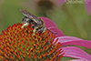 longhorn bee (Melissodes sp.)