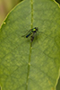 longlegged fly (Condylostylus patibulatus)