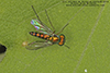 longlegged fly (Condylostylus sipho)