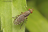 marsh fly (Dictya sp.)