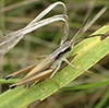 marsh meadow grasshopper