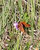 meadow fritillary