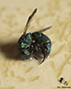 metallic bluish-green cuckoo wasp