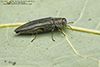 metallic wood-boring beetle (Agrilus sp.)
