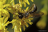 mining bee (Andrena Subgenus Cnemidandrena)