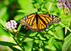 monarch